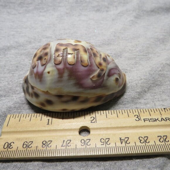 REAL Sea Shell Hand-Carved “Amy” Cowrie Shell Hawaiian - Picture 6 of 10